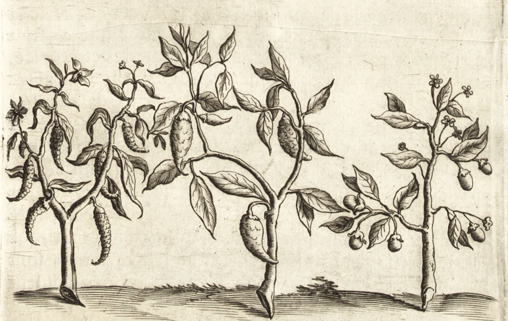 An illustration from Histoire naturelle et morale des iles Antilles de l'Amerique : enrichie de plusieurs belles figures des raretez les plus considerables qui y sont d'écrites : avec un vocabulaire caraibe, 1658, leaf 114