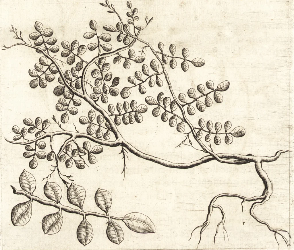 An illustration from Histoire naturelle et morale des iles Antilles de l'Amerique : enrichie de plusieurs belles figures des raretez les plus considerables qui y sont d'écrites : avec un vocabulaire caraibe, 1658, leaf 117