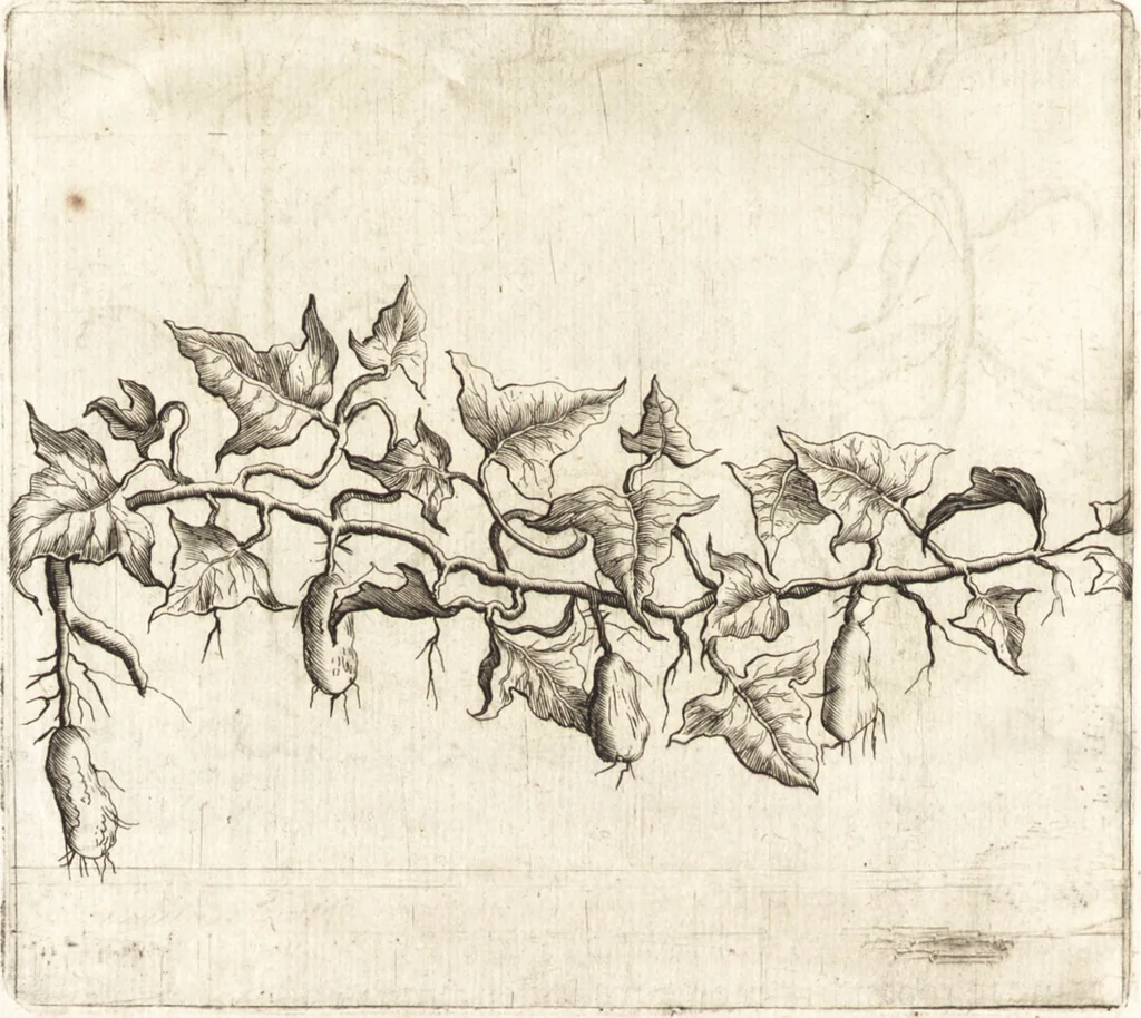 An illustration from Histoire naturelle et morale des iles Antilles de l'Amerique : enrichie de plusieurs belles figures des raretez les plus considerables qui y sont d'écrites : avec un vocabulaire caraibe, 1658, leaf 119