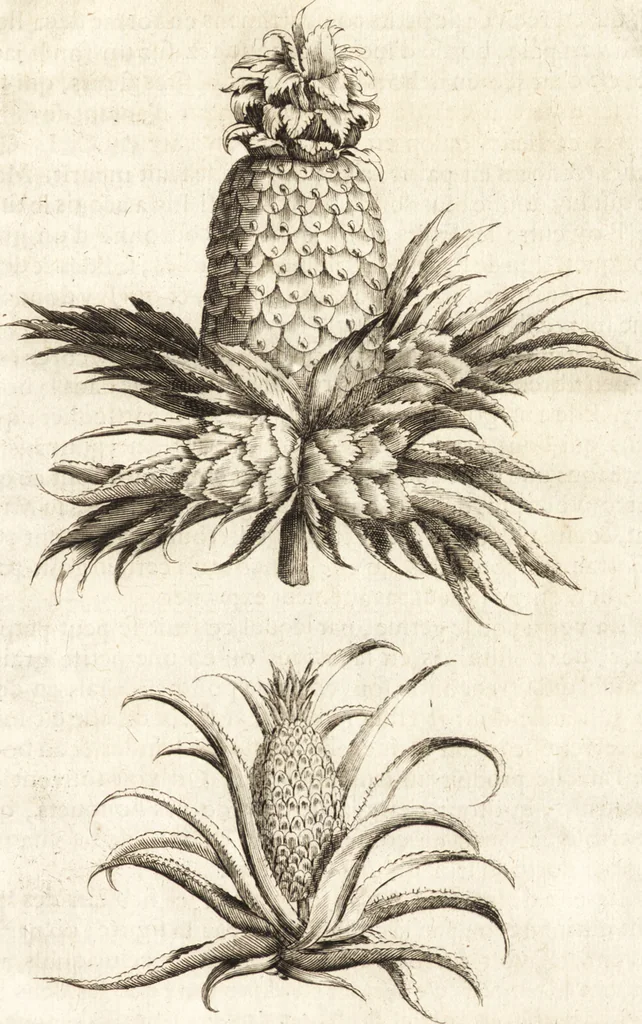 An illustration from Histoire naturelle et morale des iles Antilles de l'Amerique : enrichie de plusieurs belles figures des raretez les plus considerables qui y sont d'écrites : avec un vocabulaire caraibe, 1658, leaf 122