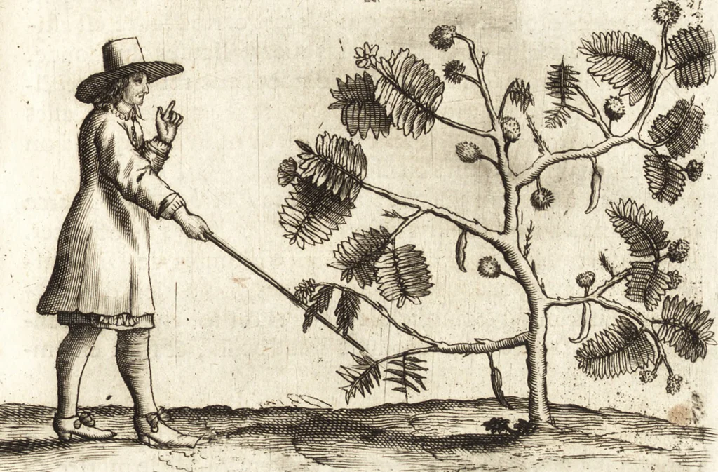 An illustration from Histoire naturelle et morale des iles Antilles de l'Amerique : enrichie de plusieurs belles figures des raretez les plus considerables qui y sont d'écrites : avec un vocabulaire caraibe, 1658, leaf 130