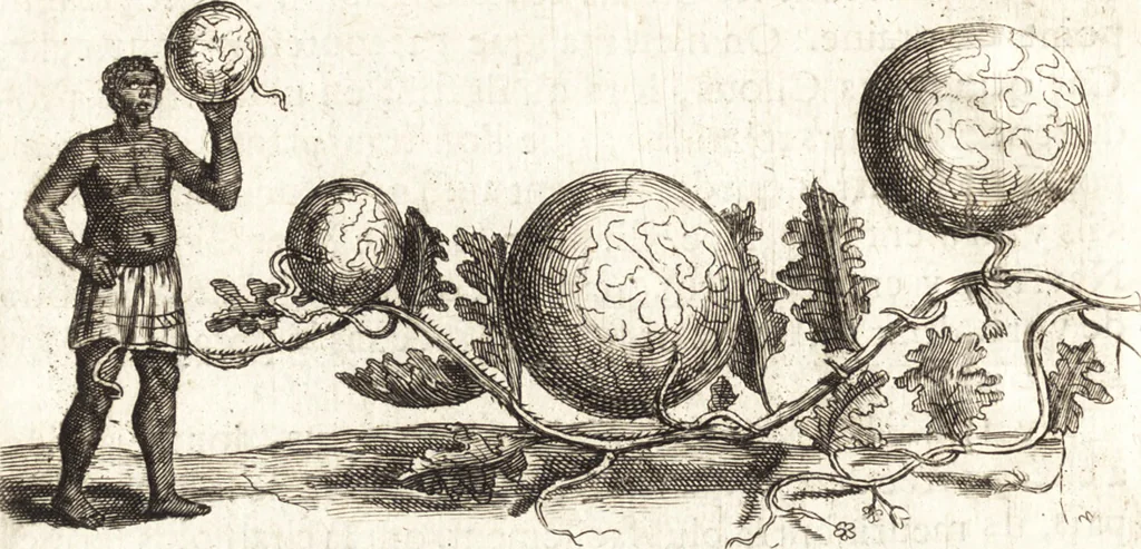 An illustration from Histoire naturelle et morale des iles Antilles de l'Amerique : enrichie de plusieurs belles figures des raretez les plus considerables qui y sont d'écrites : avec un vocabulaire caraibe, 1658, leaf 135