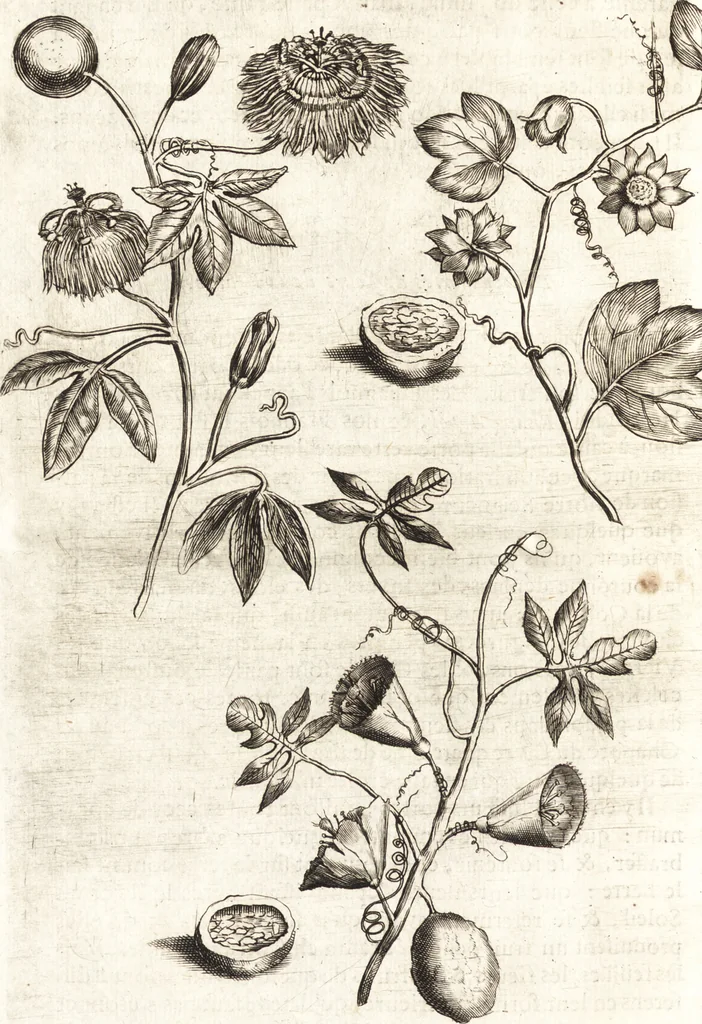 An illustration from Histoire naturelle et morale des iles Antilles de l'Amerique : enrichie de plusieurs belles figures des raretez les plus considerables qui y sont d'écrites : avec un vocabulaire caraibe, 1658, leaf 137