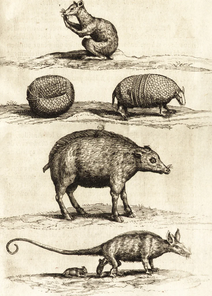 An illustration from Histoire naturelle et morale des iles Antilles de l'Amerique : enrichie de plusieurs belles figures des raretez les plus considerables qui y sont d'écrites : avec un vocabulaire caraibe, 1658, leaf 144