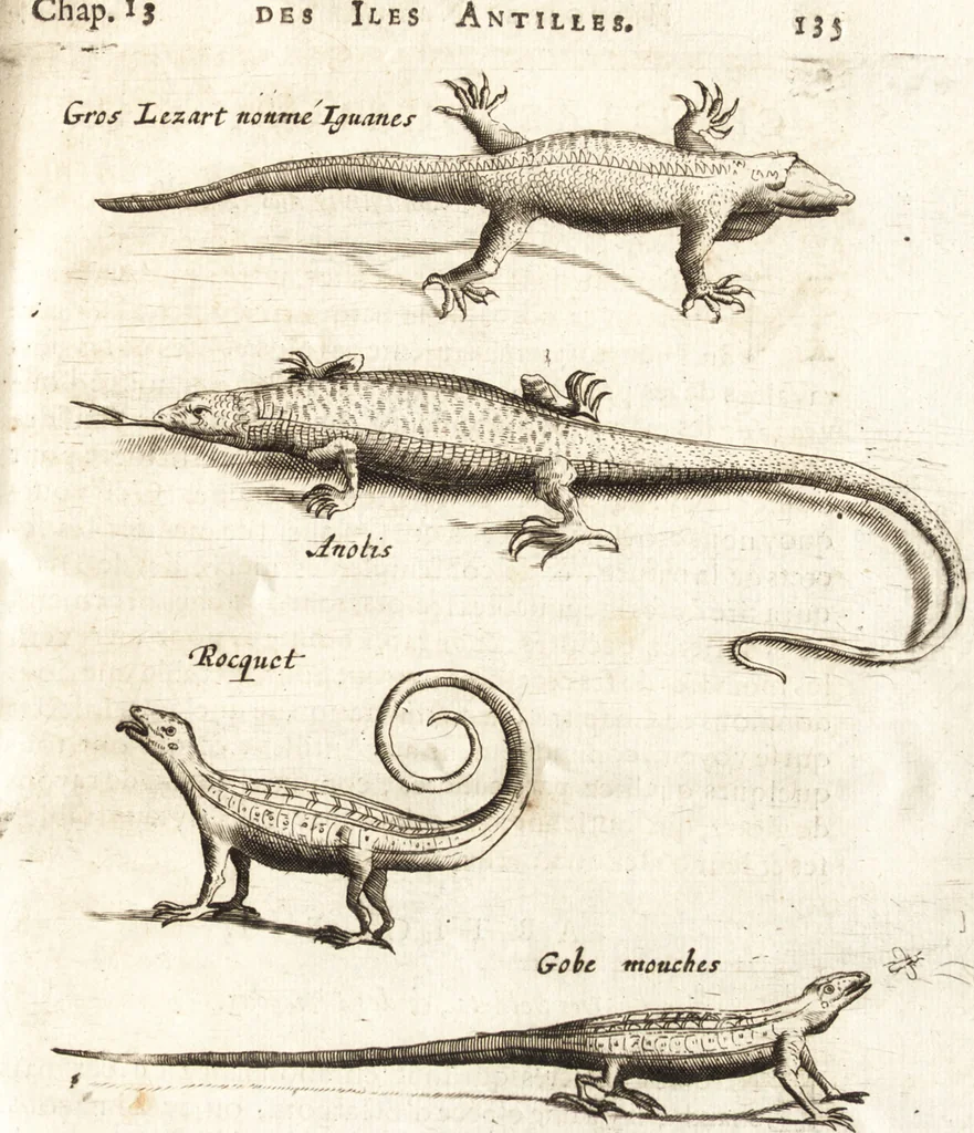 An illustration from Histoire naturelle et morale des iles Antilles de l'Amerique : enrichie de plusieurs belles figures des raretez les plus considerables qui y sont d'écrites : avec un vocabulaire caraibe, 1658, leaf 154