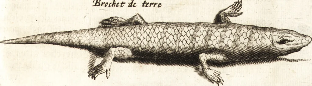An illustration from Histoire naturelle et morale des iles Antilles de l'Amerique : enrichie de plusieurs belles figures des raretez les plus considerables qui y sont d'écrites : avec un vocabulaire caraibe, 1658, leaf 154
