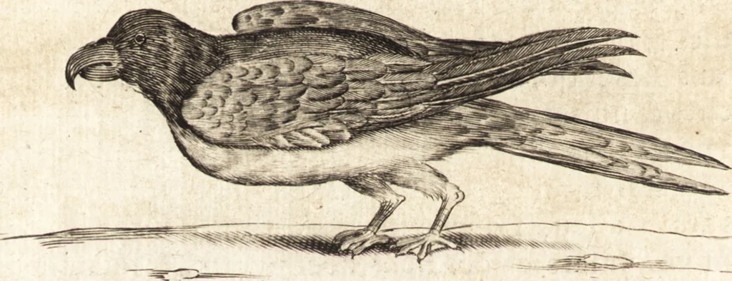 An illustration from Histoire naturelle et morale des iles Antilles de l'Amerique : enrichie de plusieurs belles figures des raretez les plus considerables qui y sont d'écrites : avec un vocabulaire caraibe, 1658, leaf 169