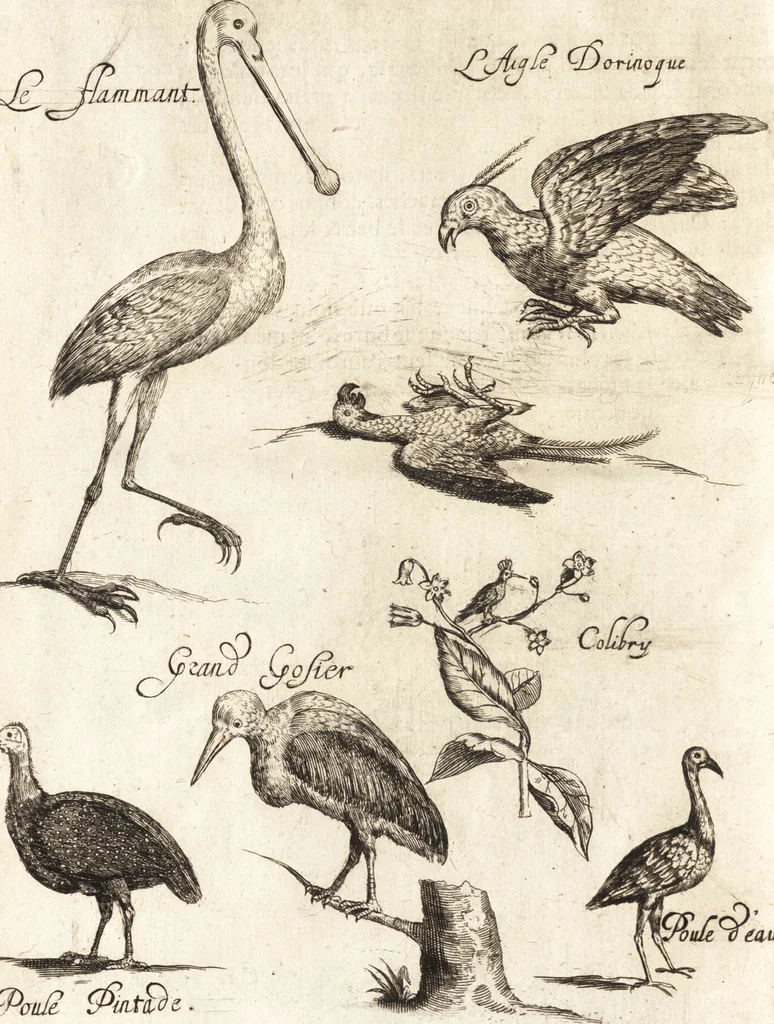 An illustration from Histoire naturelle et morale des iles Antilles de l'Amerique : enrichie de plusieurs belles figures des raretez les plus considerables qui y sont d'écrites : avec un vocabulaire caraibe, 1658, leaf 183