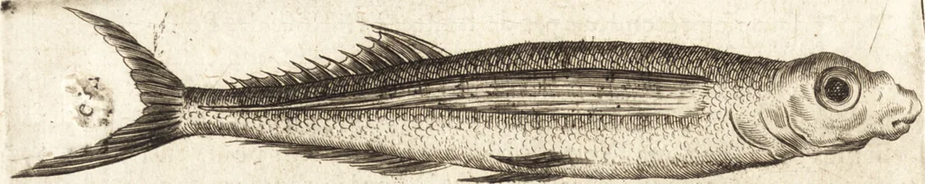 An illustration from Histoire naturelle et morale des iles Antilles de l'Amerique : enrichie de plusieurs belles figures des raretez les plus considerables qui y sont d'écrites : avec un vocabulaire caraibe, 1658, leaf 185