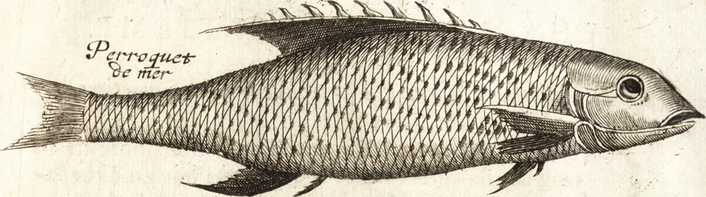 An illustration from Histoire naturelle et morale des iles Antilles de l'Amerique : enrichie de plusieurs belles figures des raretez les plus considerables qui y sont d'écrites : avec un vocabulaire caraibe, 1658, leaf 190