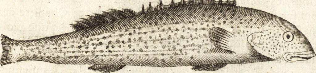 An illustration from Histoire naturelle et morale des iles Antilles de l'Amerique : enrichie de plusieurs belles figures des raretez les plus considerables qui y sont d'écrites : avec un vocabulaire caraibe, 1658, leaf 190