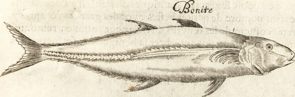 An illustration from Histoire naturelle et morale des iles Antilles de l'Amerique : enrichie de plusieurs belles figures des raretez les plus considerables qui y sont d'écrites : avec un vocabulaire caraibe, 1658, leaf 190