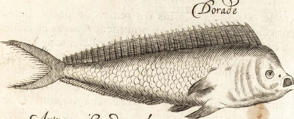 An illustration from Histoire naturelle et morale des iles Antilles de l'Amerique : enrichie de plusieurs belles figures des raretez les plus considerables qui y sont d'écrites : avec un vocabulaire caraibe, 1658, leaf 190