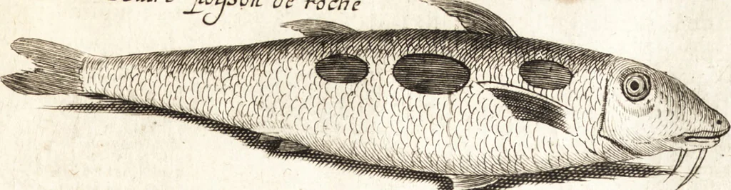 An illustration from Histoire naturelle et morale des iles Antilles de l'Amerique : enrichie de plusieurs belles figures des raretez les plus considerables qui y sont d'écrites : avec un vocabulaire caraibe, 1658, leaf 190