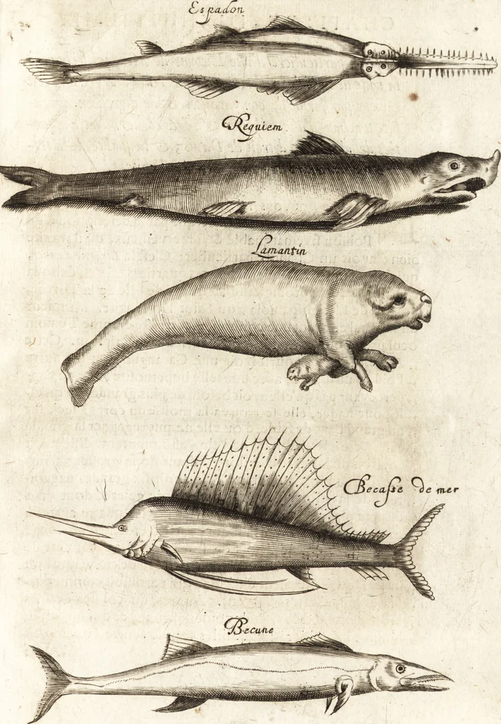 An illustration from Histoire naturelle et morale des iles Antilles de l'Amerique : enrichie de plusieurs belles figures des raretez les plus considerables qui y sont d'écrites : avec un vocabulaire caraibe, 1658, leaf 200