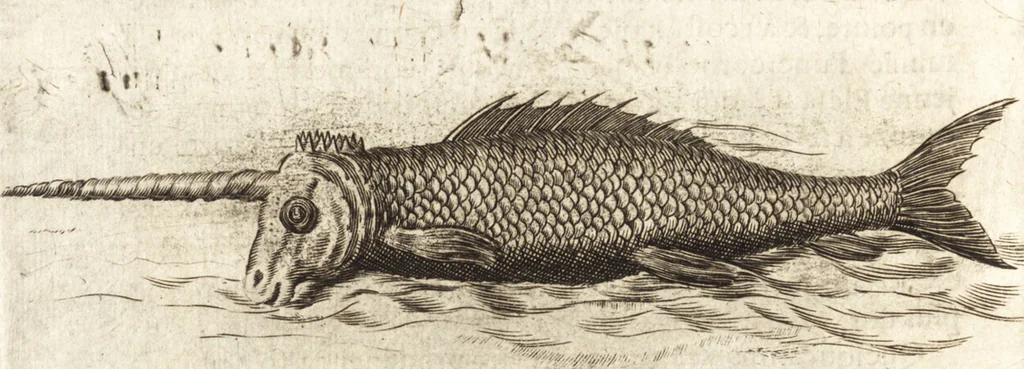 An illustration from Histoire naturelle et morale des iles Antilles de l'Amerique : enrichie de plusieurs belles figures des raretez les plus considerables qui y sont d'écrites : avec un vocabulaire caraibe, 1658, leaf 205