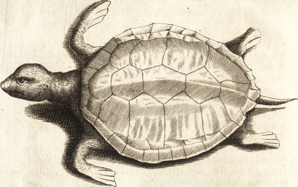 An illustration from Histoire naturelle et morale des iles Antilles de l'Amerique : enrichie de plusieurs belles figures des raretez les plus considerables qui y sont d'écrites : avec un vocabulaire caraibe, 1658, leaf 249