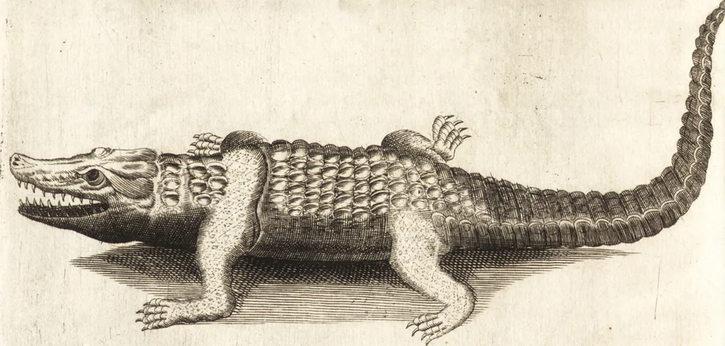 An illustration from Histoire naturelle et morale des iles Antilles de l'Amerique : enrichie de plusieurs belles figures des raretez les plus considerables qui y sont d'écrites : avec un vocabulaire caraibe, 1658, leaf 249
