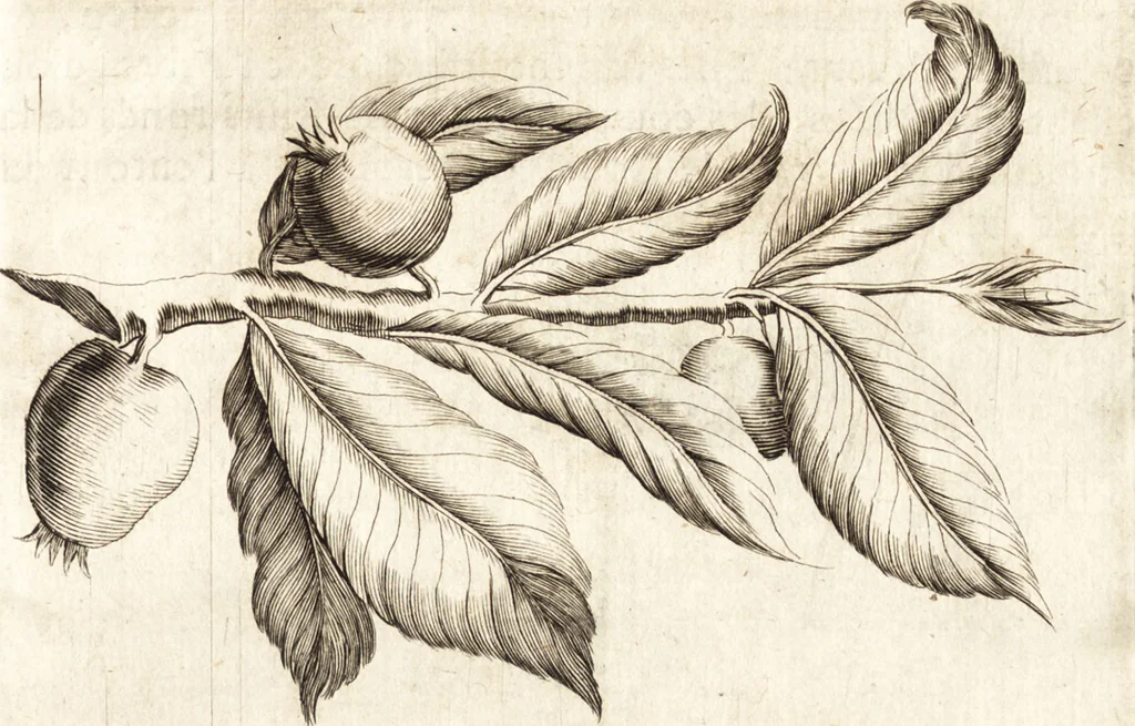 An illustration from Histoire naturelle et morale des iles Antilles de l'Amerique : enrichie de plusieurs belles figures des raretez les plus considerables qui y sont d'écrites : avec un vocabulaire caraibe, 1658, leaf 68