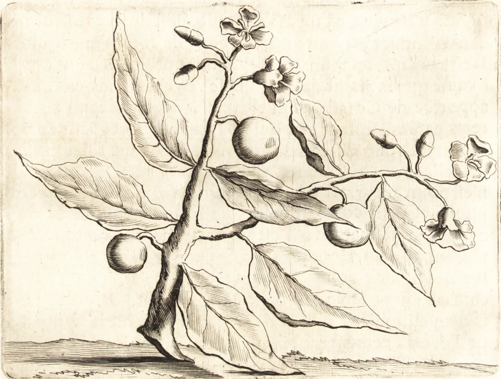 An illustration from Histoire naturelle et morale des iles Antilles de l'Amerique : enrichie de plusieurs belles figures des raretez les plus considerables qui y sont d'écrites : avec un vocabulaire caraibe, 1658, leaf 71