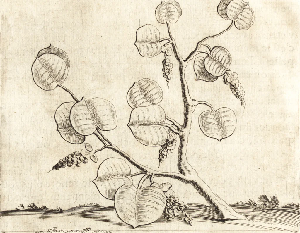 An illustration from Histoire naturelle et morale des iles Antilles de l'Amerique : enrichie de plusieurs belles figures des raretez les plus considerables qui y sont d'écrites : avec un vocabulaire caraibe, 1658, leaf 73