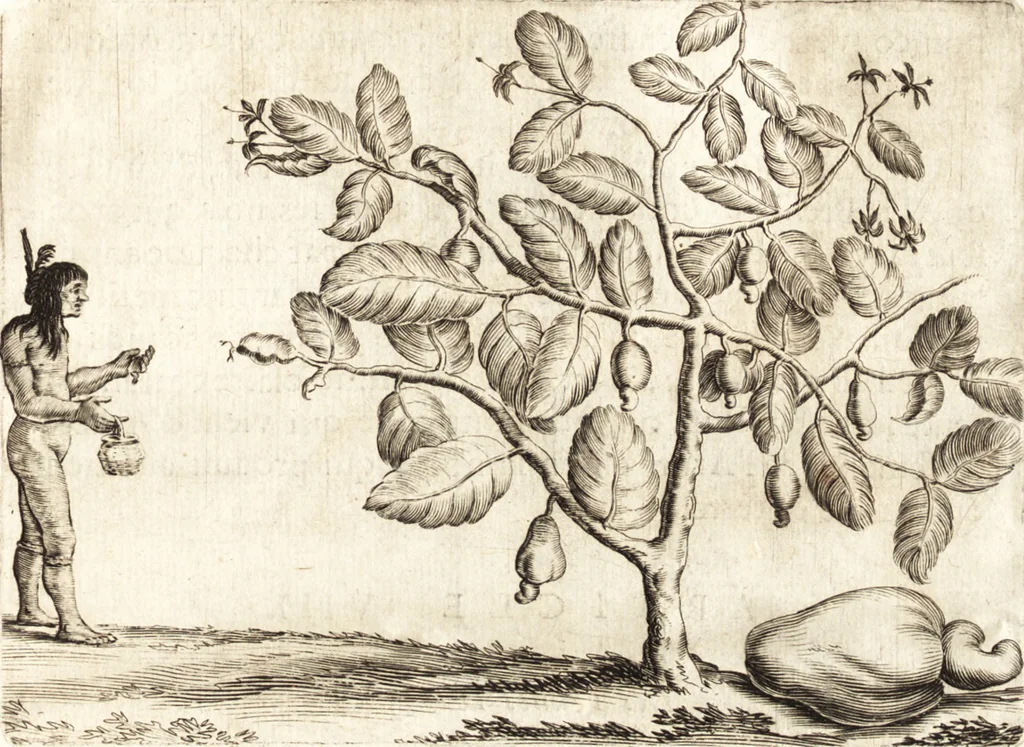 An illustration from Histoire naturelle et morale des iles Antilles de l'Amerique : enrichie de plusieurs belles figures des raretez les plus considerables qui y sont d'écrites : avec un vocabulaire caraibe, 1658, leaf 74