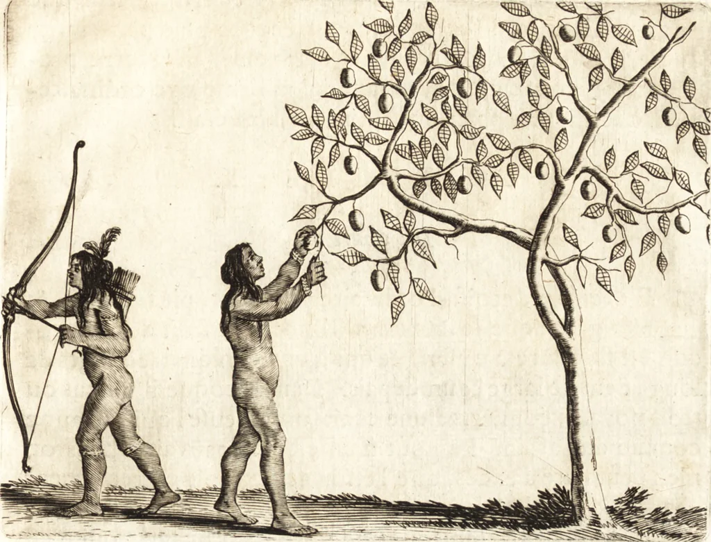 An illustration from Histoire naturelle et morale des iles Antilles de l'Amerique : enrichie de plusieurs belles figures des raretez les plus considerables qui y sont d'écrites : avec un vocabulaire caraibe, 1658, leaf 76