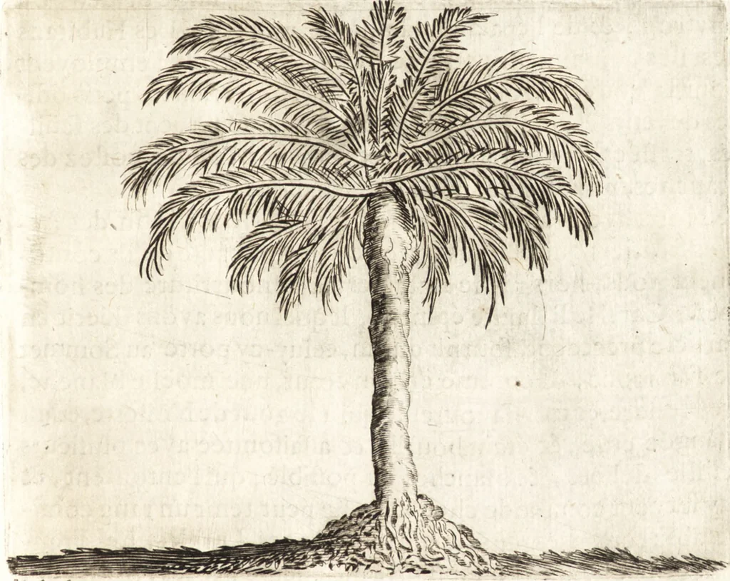 An illustration from Histoire naturelle et morale des iles Antilles de l'Amerique : enrichie de plusieurs belles figures des raretez les plus considerables qui y sont d'écrites : avec un vocabulaire caraibe, 1658, leaf 80