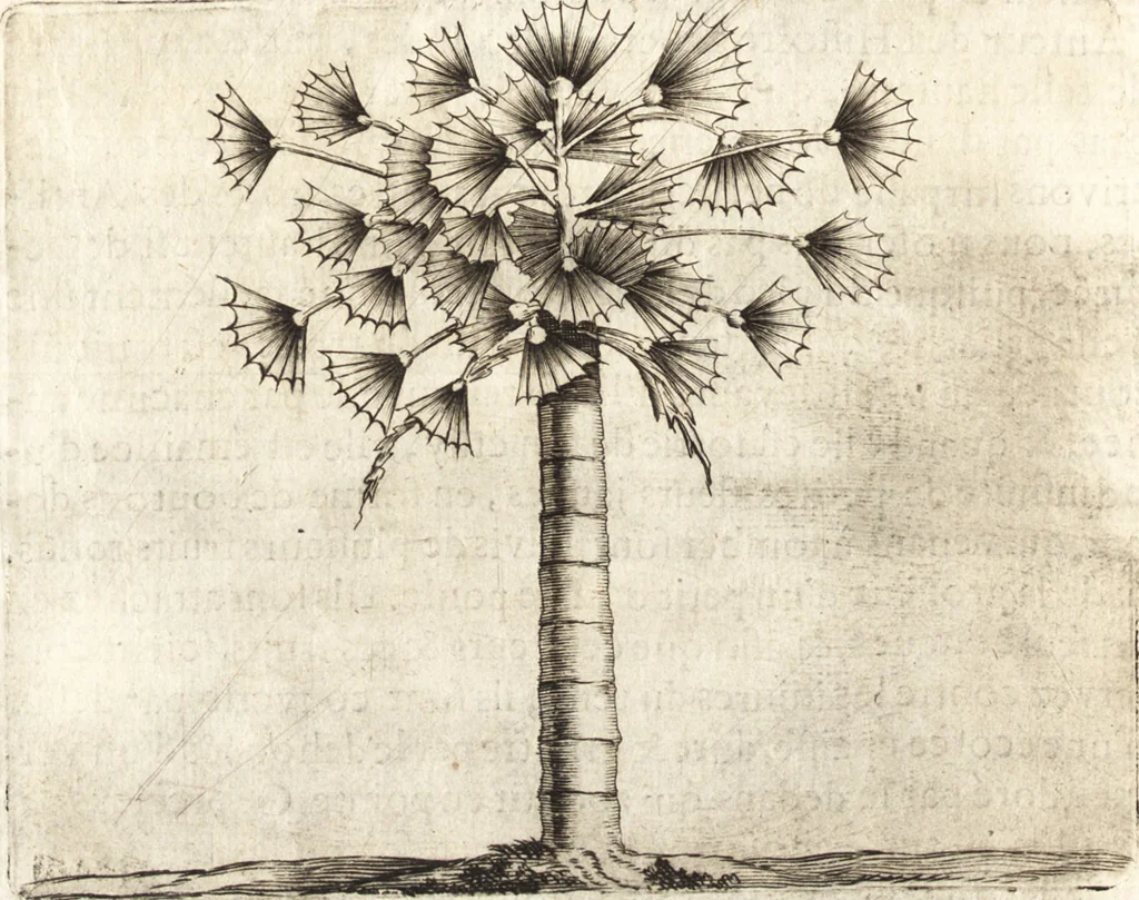 An illustration from Histoire naturelle et morale des iles Antilles de l'Amerique : enrichie de plusieurs belles figures des raretez les plus considerables qui y sont d'écrites : avec un vocabulaire caraibe, 1658, leaf 83