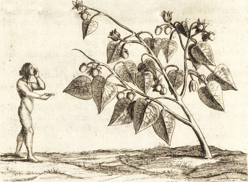 An illustration from Histoire naturelle et morale des iles Antilles de l'Amerique : enrichie de plusieurs belles figures des raretez les plus considerables qui y sont d'écrites : avec un vocabulaire caraibe, 1658, leaf 93