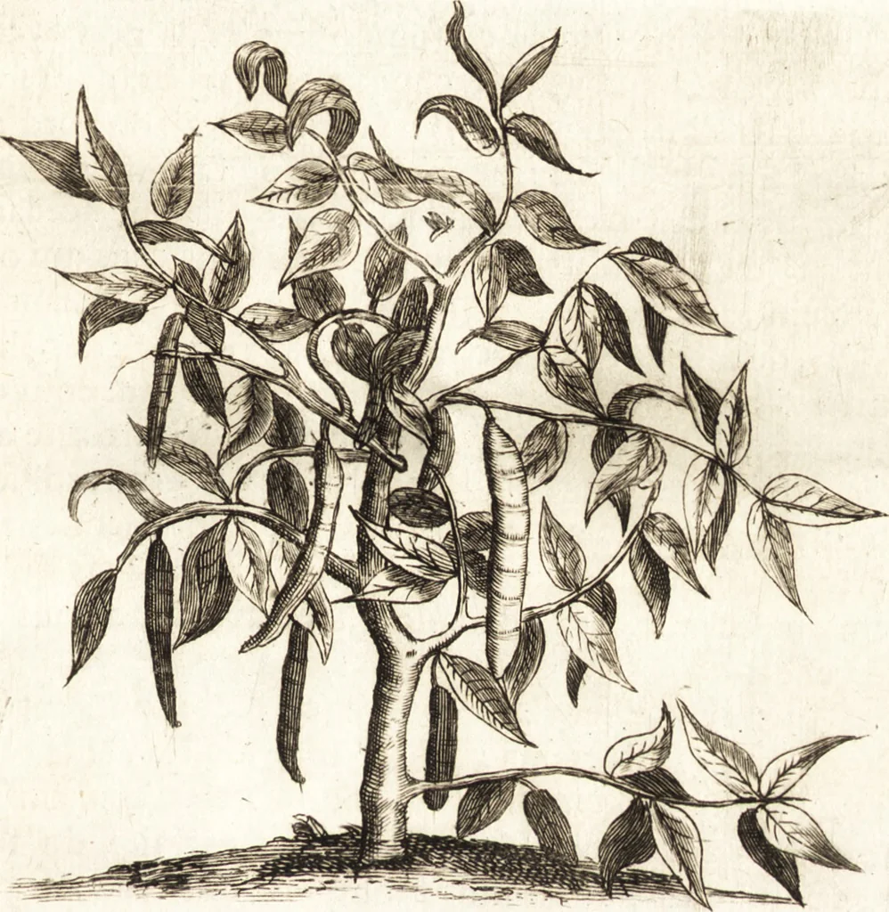 An illustration from Histoire naturelle et morale des iles Antilles de l'Amerique : enrichie de plusieurs belles figures des raretez les plus considerables qui y sont d'écrites : avec un vocabulaire caraibe, 1658, leaf 96