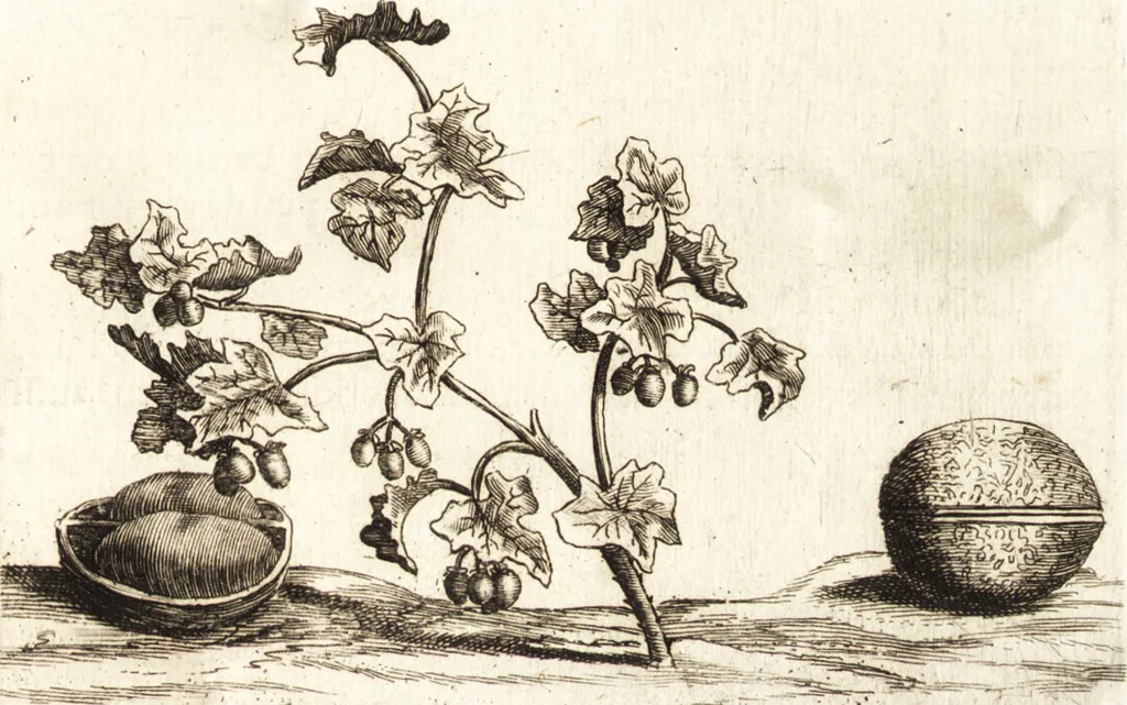 An illustration from Histoire naturelle et morale des iles Antilles de l'Amerique : enrichie de plusieurs belles figures des raretez les plus considerables qui y sont d'écrites : avec un vocabulaire caraibe, 1658, leaf 98