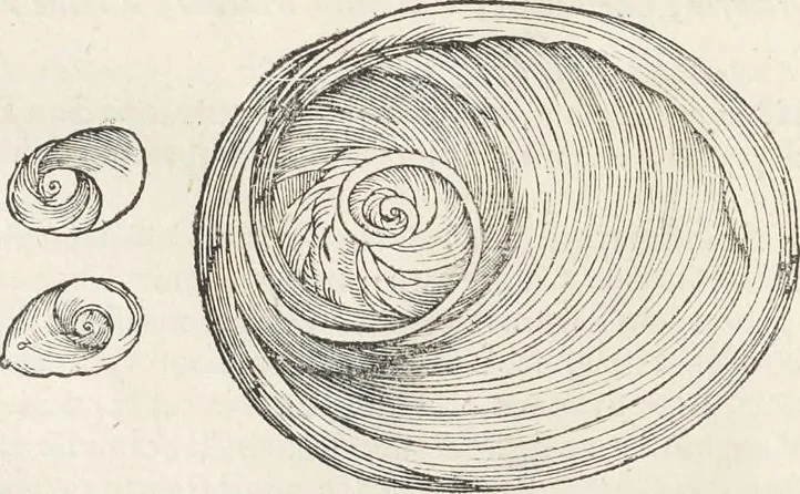 An illustration from Museum Wormianum, seu, Historia rerum rariorum : tam naturalium, quam artificialium, tam domesticarum, quam exoticarum, quae Hafniae Danorum in aedibus authoris servantur, 1655, leaf 101
