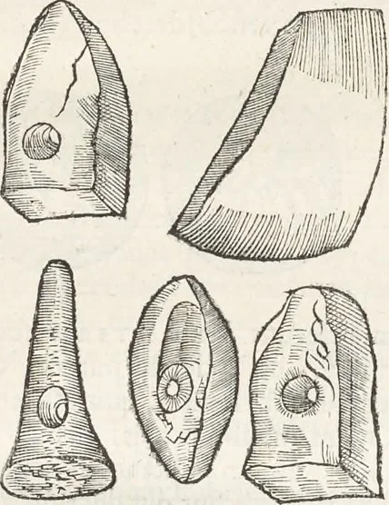 An illustration from Museum Wormianum, seu, Historia rerum rariorum : tam naturalium, quam artificialium, tam domesticarum, quam exoticarum, quae Hafniae Danorum in aedibus authoris servantur, 1655, leaf 104