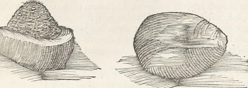An illustration from Museum Wormianum, seu, Historia rerum rariorum : tam naturalium, quam artificialium, tam domesticarum, quam exoticarum, quae Hafniae Danorum in aedibus authoris servantur, 1655, leaf 106