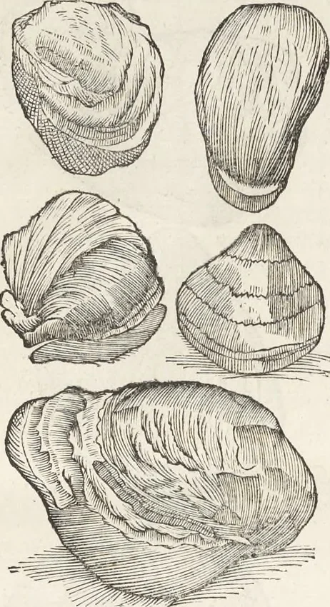 An illustration from Museum Wormianum, seu, Historia rerum rariorum : tam naturalium, quam artificialium, tam domesticarum, quam exoticarum, quae Hafniae Danorum in aedibus authoris servantur, 1655, leaf 108