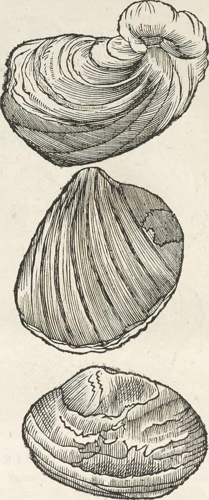 An illustration from Museum Wormianum, seu, Historia rerum rariorum : tam naturalium, quam artificialium, tam domesticarum, quam exoticarum, quae Hafniae Danorum in aedibus authoris servantur, 1655, leaf 109