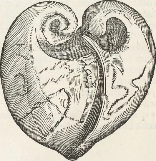 An illustration from Museum Wormianum, seu, Historia rerum rariorum : tam naturalium, quam artificialium, tam domesticarum, quam exoticarum, quae Hafniae Danorum in aedibus authoris servantur, 1655, leaf 109