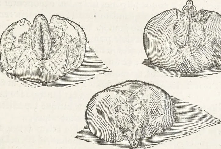 An illustration from Museum Wormianum, seu, Historia rerum rariorum : tam naturalium, quam artificialium, tam domesticarum, quam exoticarum, quae Hafniae Danorum in aedibus authoris servantur, 1655, leaf 112