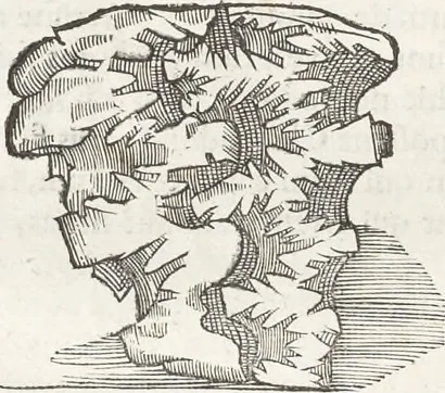 An illustration from Museum Wormianum, seu, Historia rerum rariorum : tam naturalium, quam artificialium, tam domesticarum, quam exoticarum, quae Hafniae Danorum in aedibus authoris servantur, 1655, leaf 115