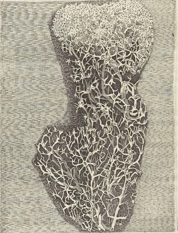 An illustration from Museum Wormianum, seu, Historia rerum rariorum : tam naturalium, quam artificialium, tam domesticarum, quam exoticarum, quae Hafniae Danorum in aedibus authoris servantur, 1655, leaf 169