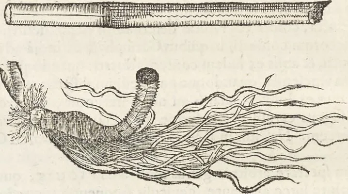 An illustration from Museum Wormianum, seu, Historia rerum rariorum : tam naturalium, quam artificialium, tam domesticarum, quam exoticarum, quae Hafniae Danorum in aedibus authoris servantur, 1655, leaf 173