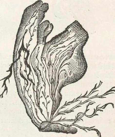 An illustration from Museum Wormianum, seu, Historia rerum rariorum : tam naturalium, quam artificialium, tam domesticarum, quam exoticarum, quae Hafniae Danorum in aedibus authoris servantur, 1655, leaf 179