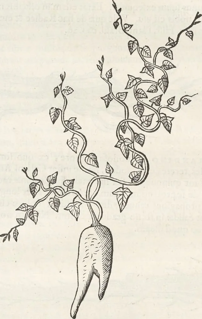 An illustration from Museum Wormianum, seu, Historia rerum rariorum : tam naturalium, quam artificialium, tam domesticarum, quam exoticarum, quae Hafniae Danorum in aedibus authoris servantur, 1655, leaf 185