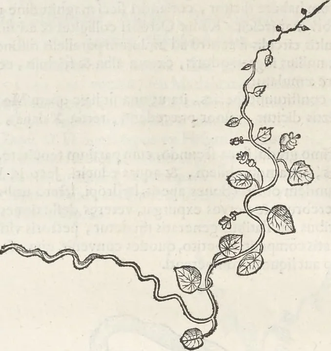 An illustration from Museum Wormianum, seu, Historia rerum rariorum : tam naturalium, quam artificialium, tam domesticarum, quam exoticarum, quae Hafniae Danorum in aedibus authoris servantur, 1655, leaf 187
