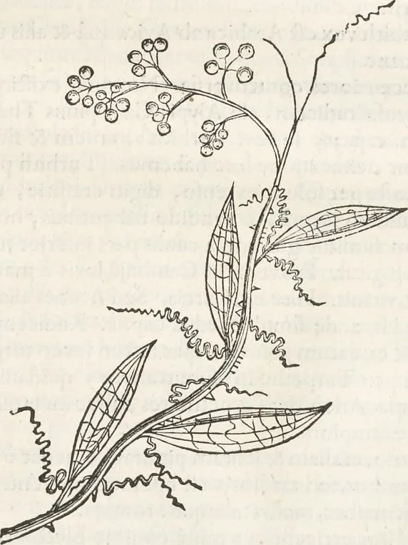 An illustration from Museum Wormianum, seu, Historia rerum rariorum : tam naturalium, quam artificialium, tam domesticarum, quam exoticarum, quae Hafniae Danorum in aedibus authoris servantur, 1655, leaf 188