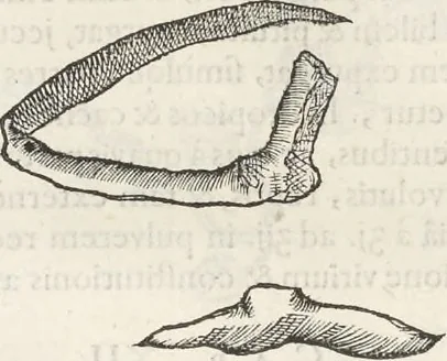 An illustration from Museum Wormianum, seu, Historia rerum rariorum : tam naturalium, quam artificialium, tam domesticarum, quam exoticarum, quae Hafniae Danorum in aedibus authoris servantur, 1655, leaf 189