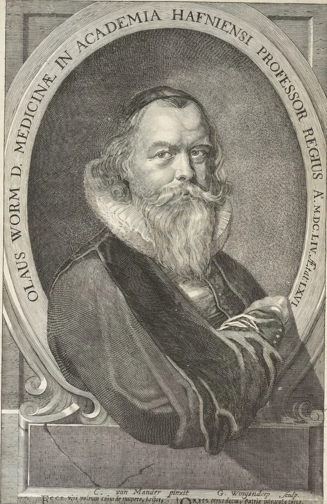 An illustration from Museum Wormianum, seu, Historia rerum rariorum : tam naturalium, quam artificialium, tam domesticarum, quam exoticarum, quae Hafniae Danorum in aedibus authoris servantur, 1655, leaf 19
