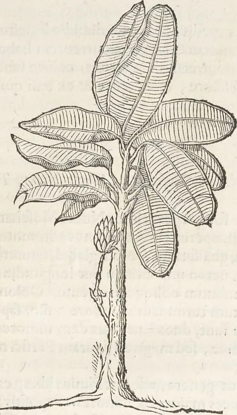 An illustration from Museum Wormianum, seu, Historia rerum rariorum : tam naturalium, quam artificialium, tam domesticarum, quam exoticarum, quae Hafniae Danorum in aedibus authoris servantur, 1655, leaf 192