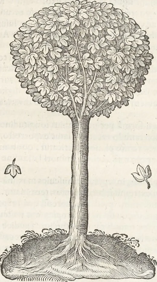 An illustration from Museum Wormianum, seu, Historia rerum rariorum : tam naturalium, quam artificialium, tam domesticarum, quam exoticarum, quae Hafniae Danorum in aedibus authoris servantur, 1655, leaf 202